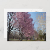 Cherry Blossom op het Briefkaart Philadelphia (Voorkant / Achterkant)