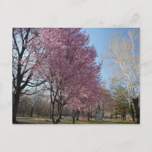 Cherry Blossom op het Briefkaart Philadelphia