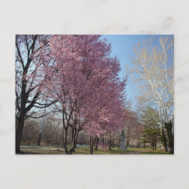 Cherry Blossom op het Briefkaart Philadelphia