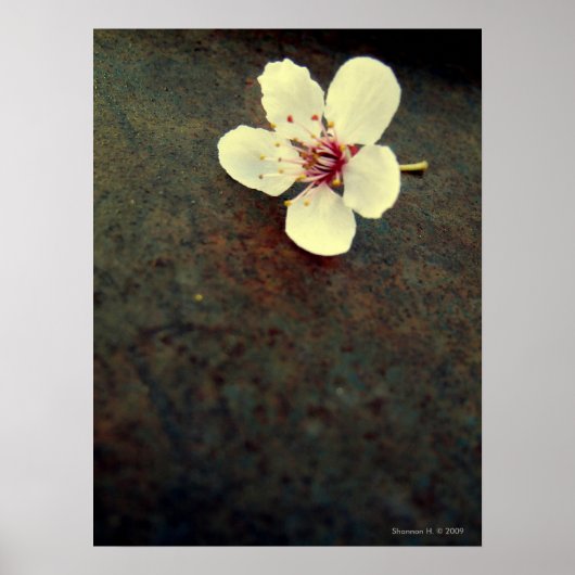 Cherry Blossom op metaal Poster (Voorkant)