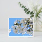 Cherry Blossom "Oshima-zakura" Briefkaart (Staand voorkant)