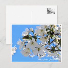 Cherry Blossom "Oshima-zakura" Briefkaart