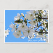 Cherry Blossom "Oshima-zakura" Briefkaart (Voorkant)