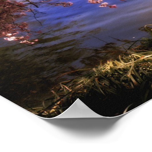 Cherry Blossom over een hond Poster (Hoek)