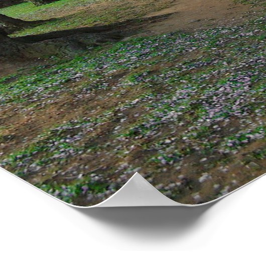 Cherry Blossom Path 12x16 Poster (Hoek)