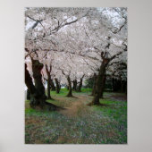 Cherry Blossom Path 12x16 Poster (Voorkant)