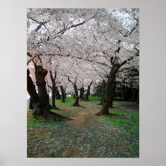 Cherry Blossom Path 12x16 Poster (Voorkant)