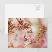 Cherry Blossom Photo Briefkaart (Voorkant / Achterkant)