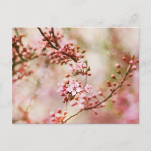 Cherry Blossom Photo Briefkaart (Voorkant)