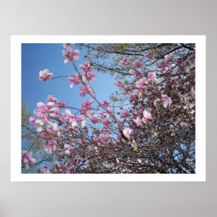 Cherry Blossom Poster