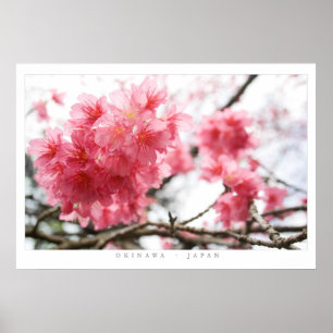 Cherry Blossom Poster