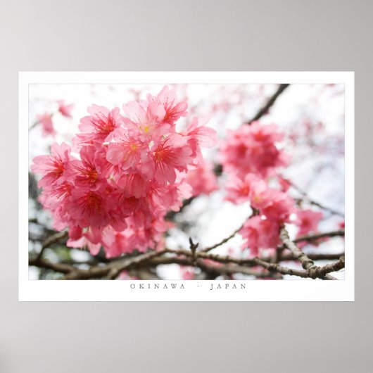 Cherry Blossom Poster (Voorkant)