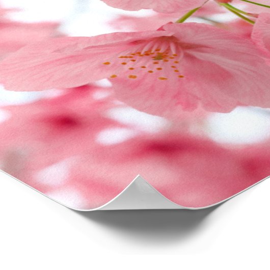 Cherry Blossom Poster (Hoek)