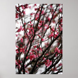 Cherry Blossom Poster