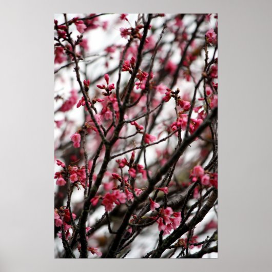 Cherry Blossom Poster (Voorkant)