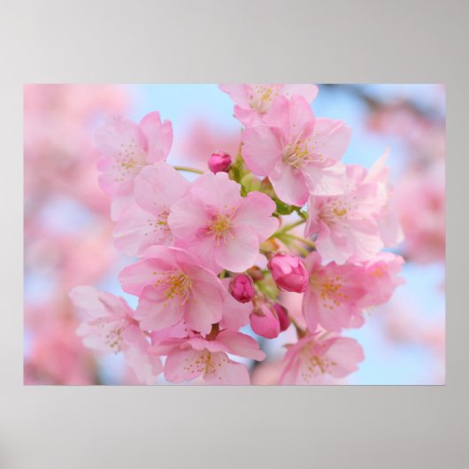 Cherry blossom poster (Voorkant)