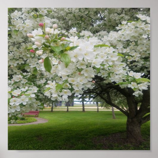 Cherry Blossom Poster (Voorkant)