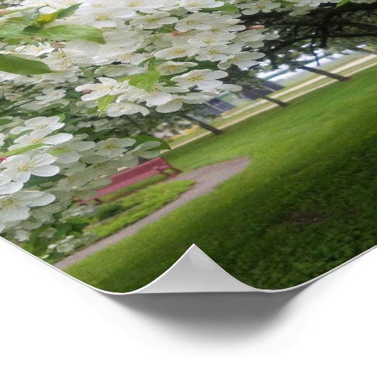 Cherry Blossom Poster (Hoek)