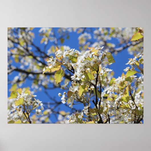 Cherry Blossom Poster (Voorkant)