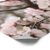 Cherry Blossom Poster (Hoek)