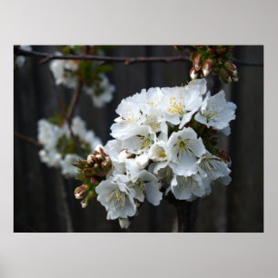 Cherry Blossom Poster