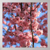 Cherry Blossom Poster (Voorkant)