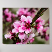 Cherry Blossom Poster (Voorkant)