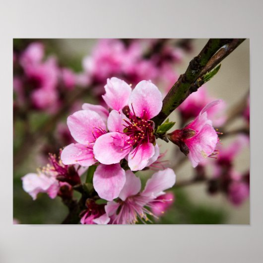 Cherry Blossom Poster (Voorkant)