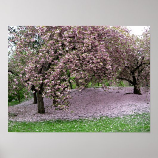 Cherry Blossom Poster (Voorkant)