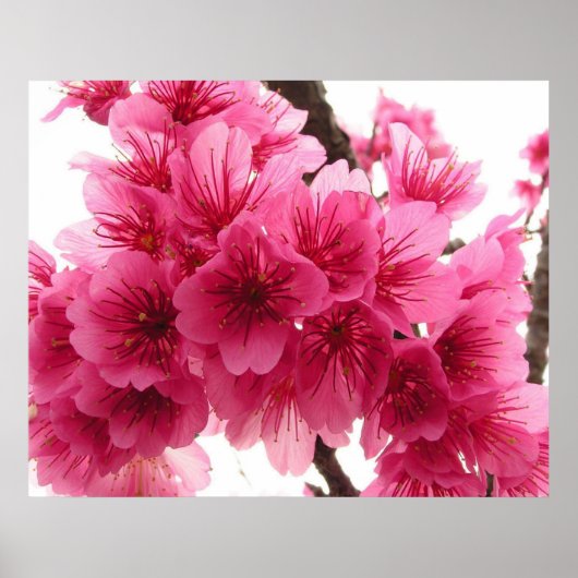 Cherry blossom poster (Voorkant)