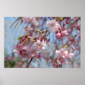 Cherry Blossom Poster (Voorkant)