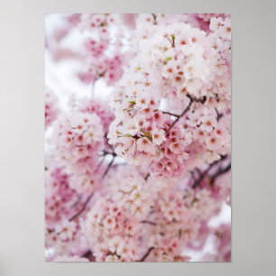 Cherry Blossom Poster