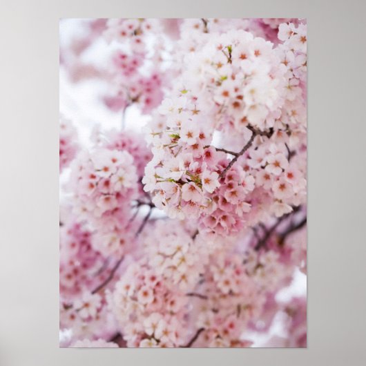 Cherry Blossom Poster (Voorkant)