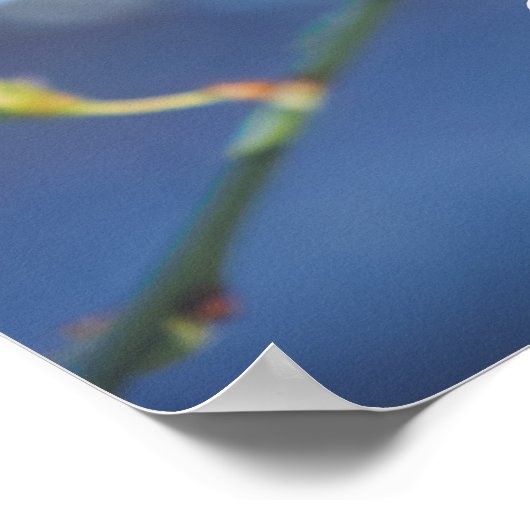 Cherry blossom poster (Hoek)