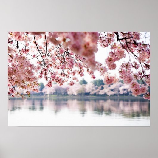 Cherry Blossom Poster (Voorkant)