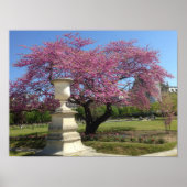 Cherry Blossom Poster Paper (Matte) (Voorkant)