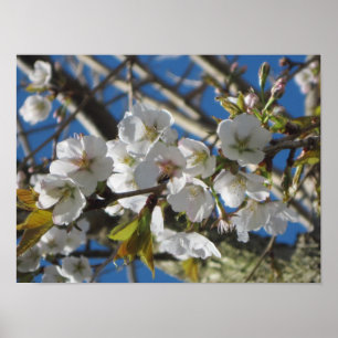 Cherry Blossom Poster Print