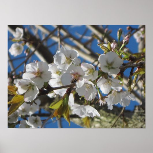Cherry Blossom Poster Print (Voorkant)
