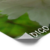 Cherry Blossom Poster Print White Flower Prints (Hoek)