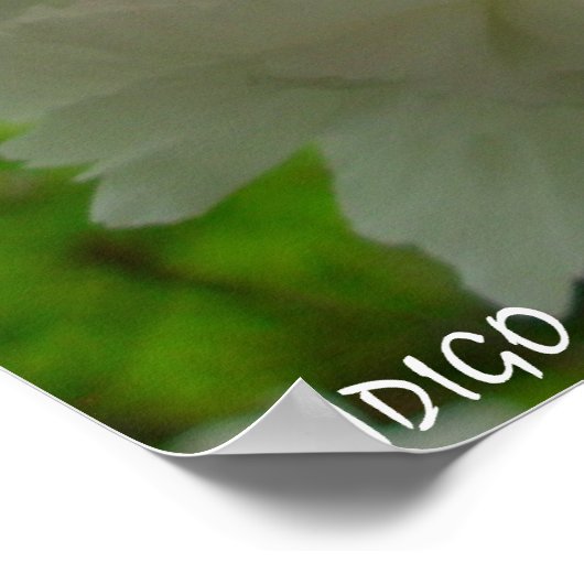 Cherry Blossom Poster Print White Flower Prints (Hoek)
