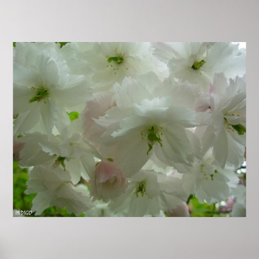 Cherry Blossom Poster Print White Flower Prints (Voorkant)