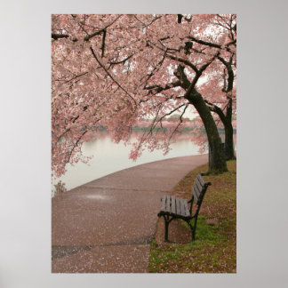 Cherry Blossom Print