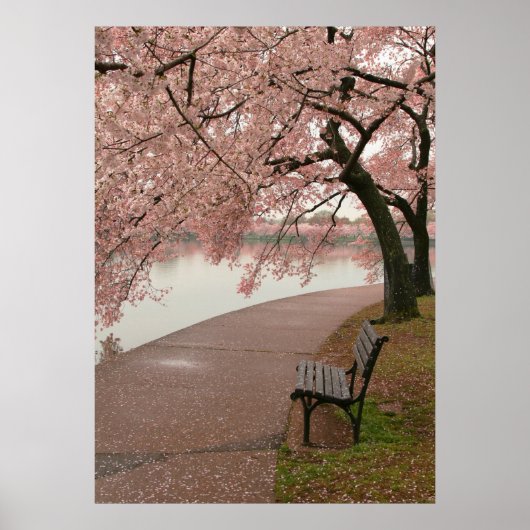 Cherry Blossom Print (Voorkant)