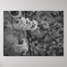 Cherry Blossom Print Black and White