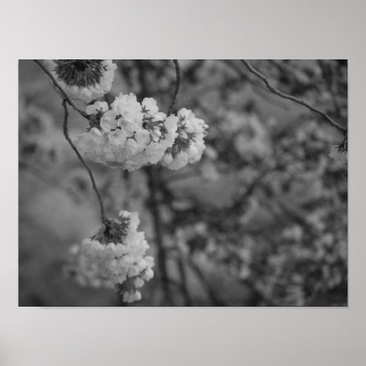 Cherry Blossom Print Black and White (Voorkant)