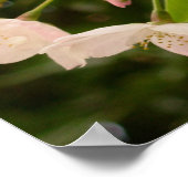Cherry Blossom Print White Flower Poster Print (Hoek)