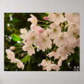 Cherry Blossom Print White Flower Poster Print (Voorkant)