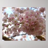 Cherry Blossom Print White Flower Poster Print (Voorkant)