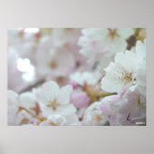 Cherry Blossom Print White Flower Poster Print (Voorkant)