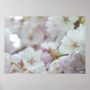 Cherry Blossom Print White Flower Poster Print